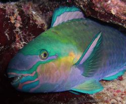 Sleeping Parrotfish taken with DC 500 whilest nightdive a... by Patrick Neumann 